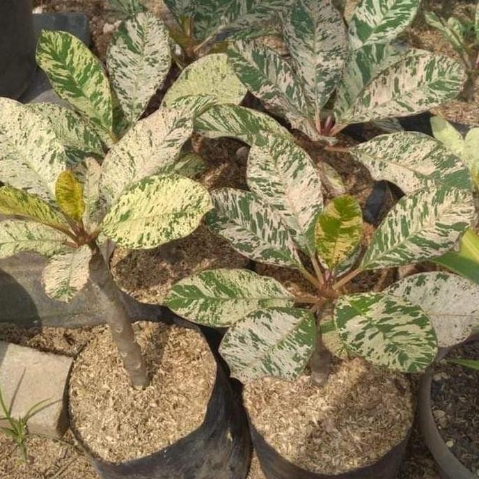 [Ready] Tanaman Hias Plumeria Varigata - Kamboja Variegata
