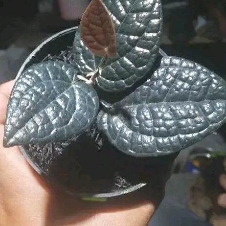 [Ready Stock] Tanaman Hias Sirih Hitam Original _ Tanaman Sirih