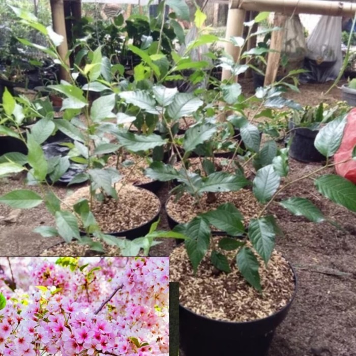 Bibit Sakura Prunus Japaneses Bunga Pink /Jenis Cherry Blossom