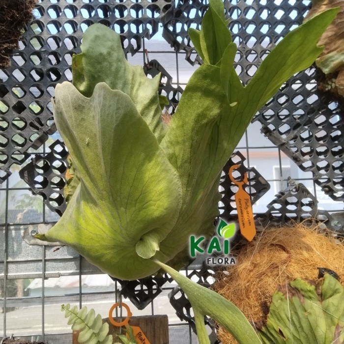 Platycerium Coronarium