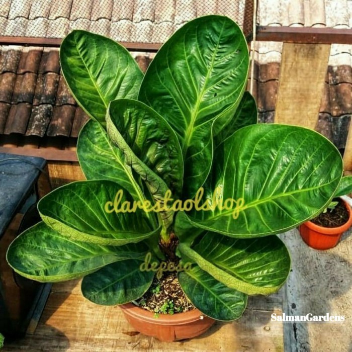 Anakan Anthurium Jemani Mangkok Karakter