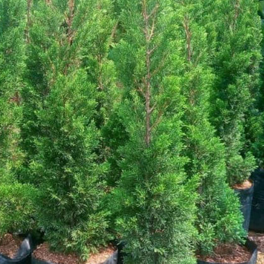 Pohon Cemara Lilin 1 Meter