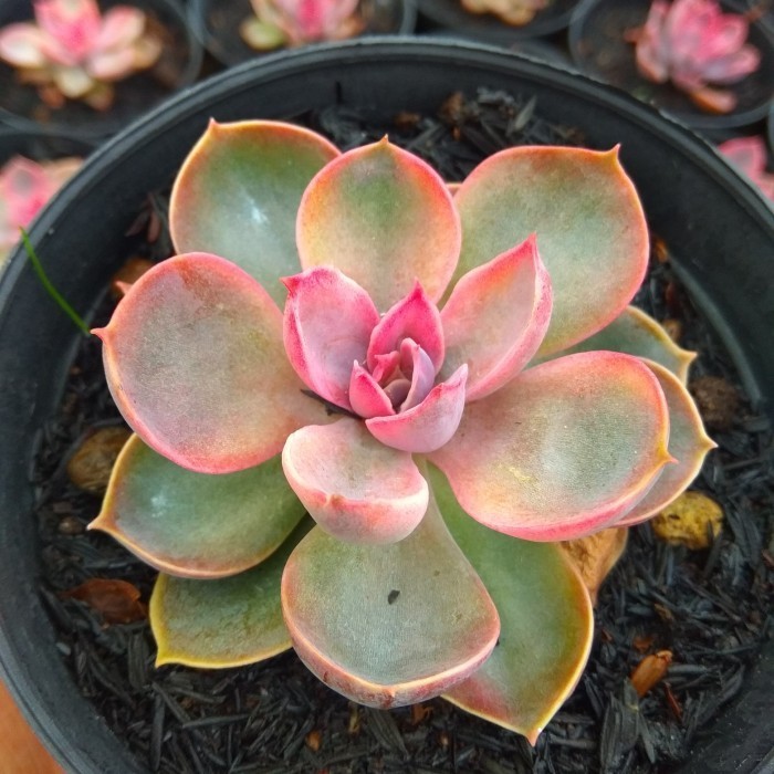 Echeveria Perle Rainbow