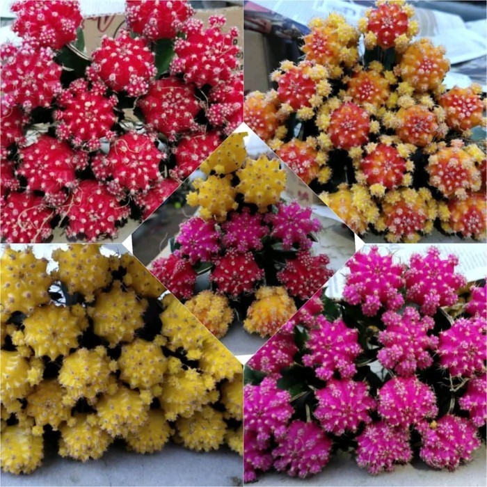 Kaktus Gymno Import Korea Selatan Big Size