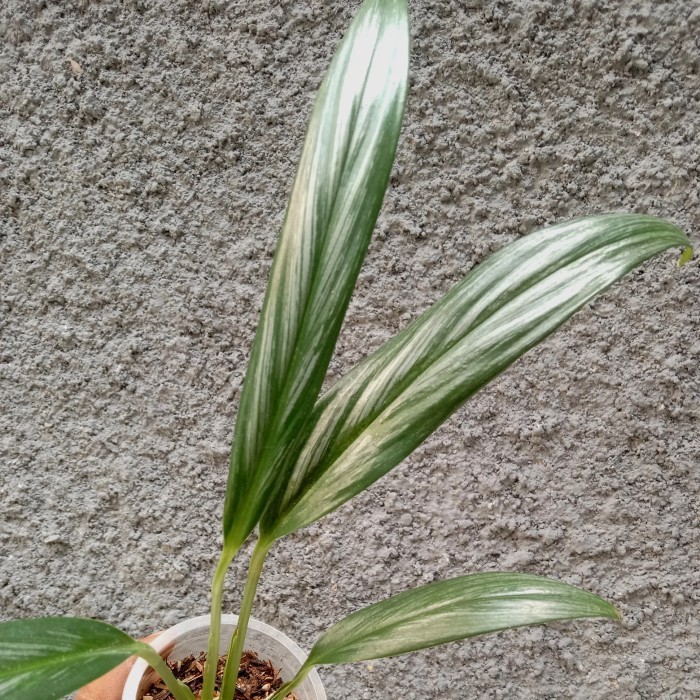 Epipremnum Amplisimum Silver