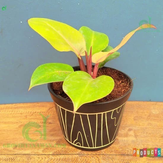 Philodendron Orange Juice (Philodendron Prince Of Orange)