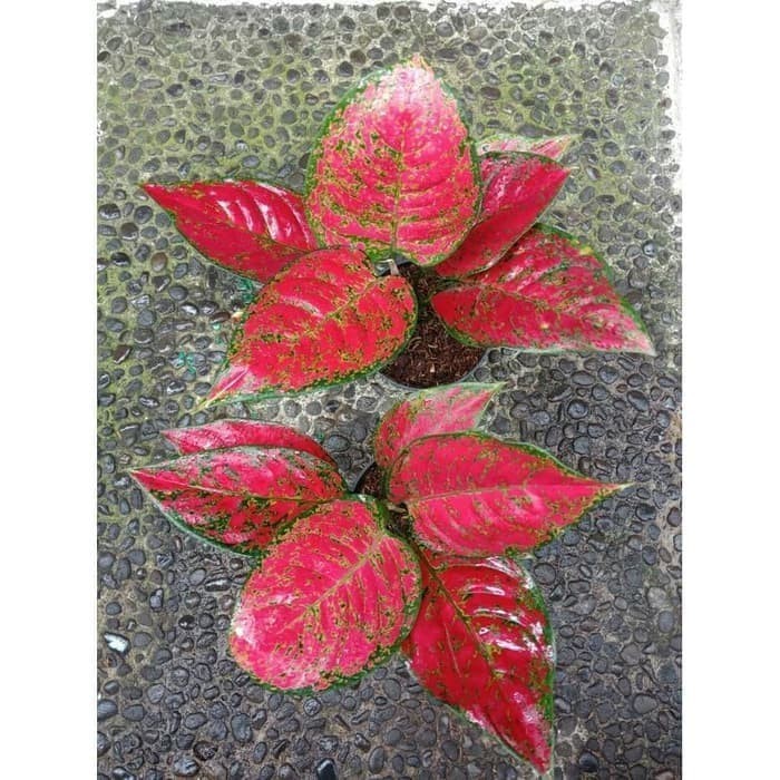 Tanaman Hias Aglaonema / Aglonema Red King
