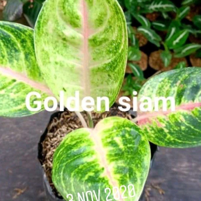 Aglonema Golden Siam