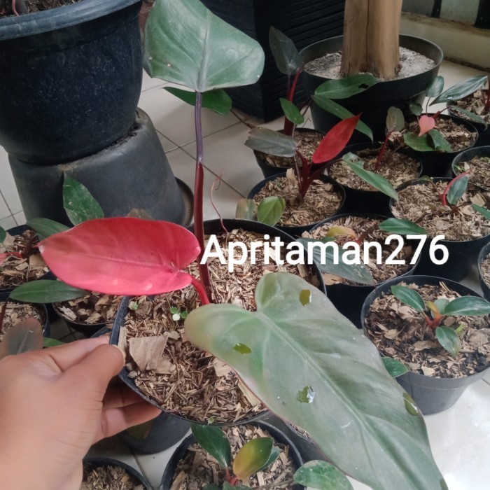 Tanaman Hias Philodendron Pink Dark Lord