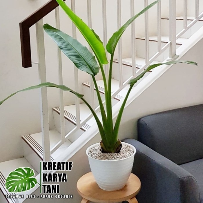 Tanaman Hias Pisang Kipas / Tanaman Pisang Kipas