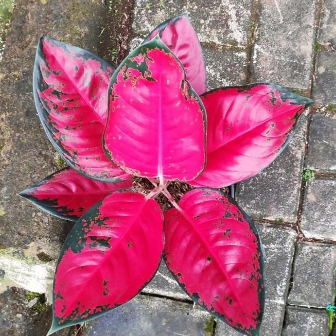 [Baru] Aglaonema Suksom Jaiipong Jumbo Tanian Lokal