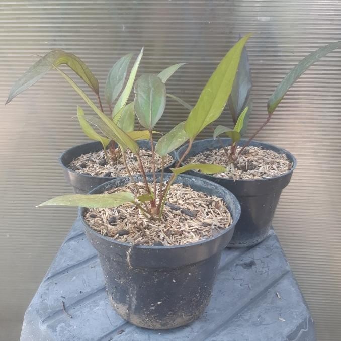 [Ready] Anthurium Paketan ( 6 Pohon ) Obor Dan Black Dragon. Murce