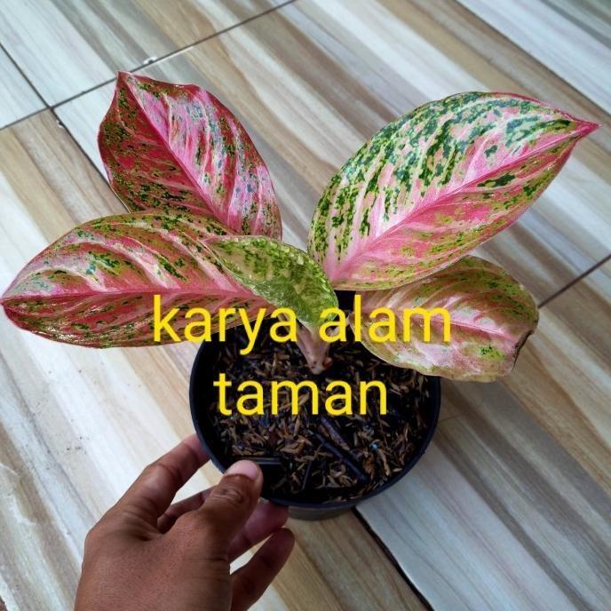 [Baru] Bibit Tanaman Hias Aglonema Bidadari/Pohon Hias Aglonema Bidadari