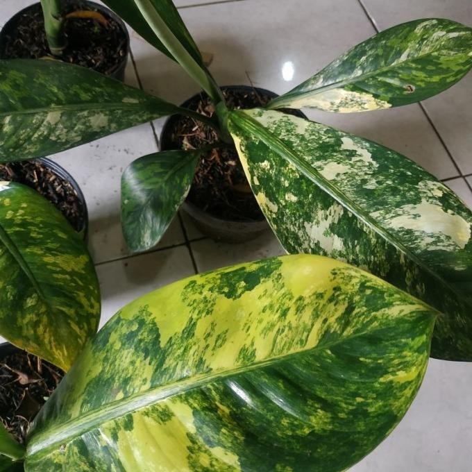 [Promo] Tanaman Hias Aglonema Diven Giant Variegata