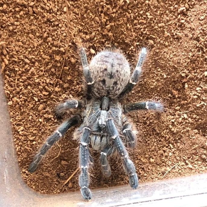 [GUN] TARANTULA TARTUL CERATOGYRUS DARLINGI 10 CM HORNED BABOON TARANTULA
