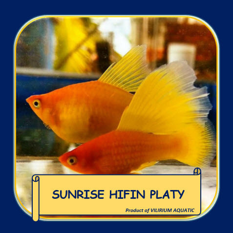 IKAN HIAS AIR TAWAR - PLATY SUNSET CAGAK SEPASANG / SUNRISE HIFIN PLATY (PAIR) GRADE A