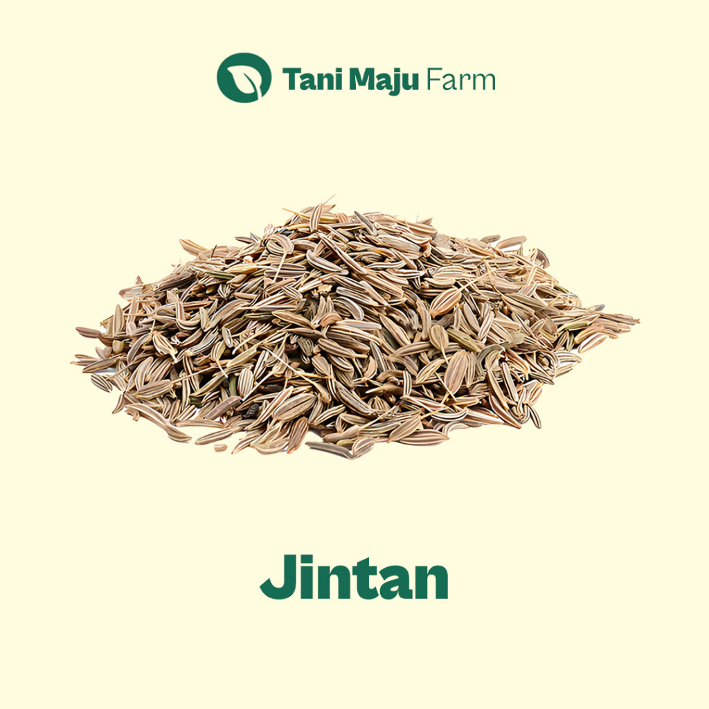 

Jintan Jinten Fresh Organik (50 gram) - Rempah
