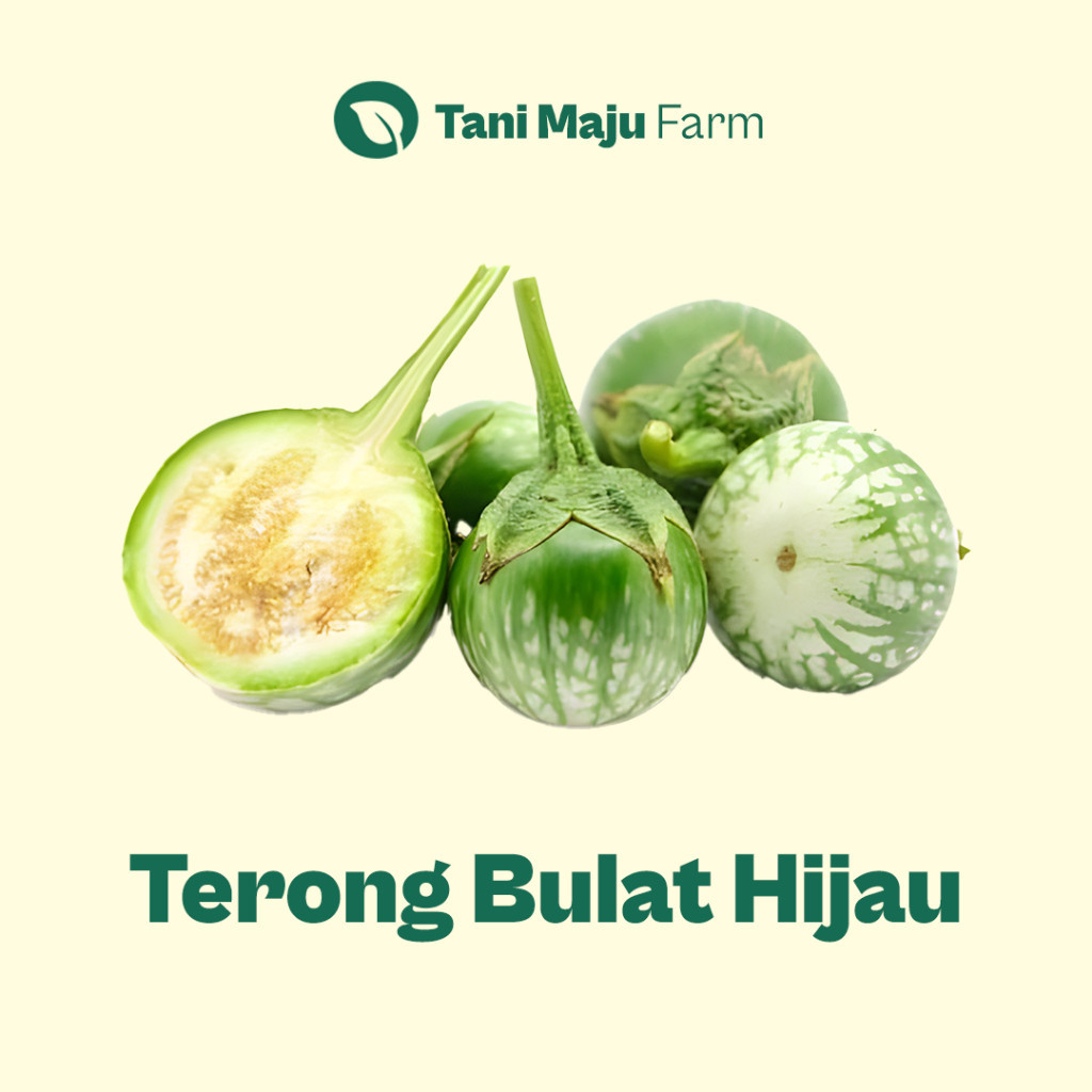 

Terong Bulat Hijau Lalap Kecil Fresh Organik (500 gram) - Sayuran