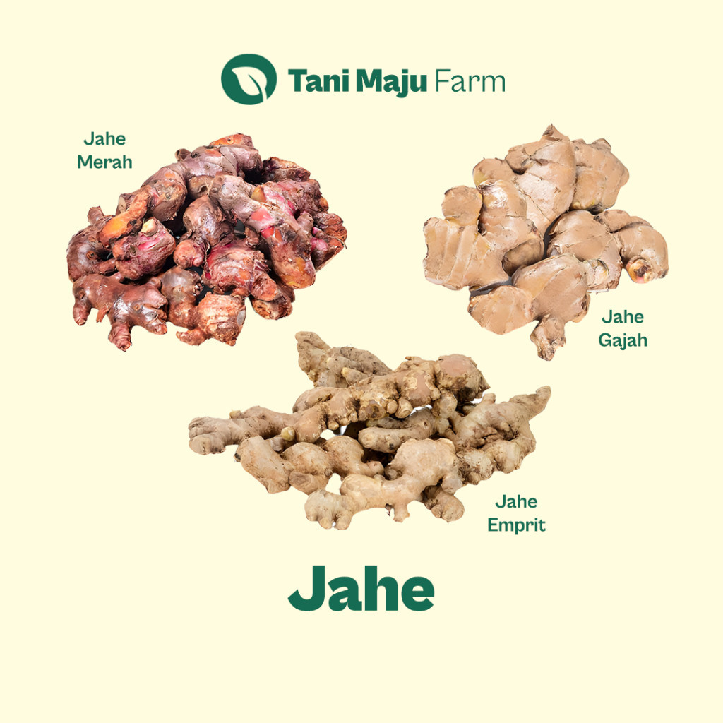 

Jahe Gajah Putih Merah Emprit Ginger Fresh Organik (250 gram) - REGULER / INSTANT / SAMEDAY - Rempah