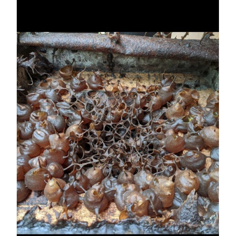 

Ready madu klanceng asli murni 500gram