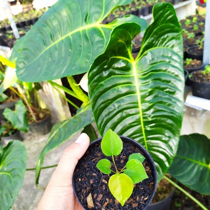 Tanaman Anthurium Veitchii (Baby)