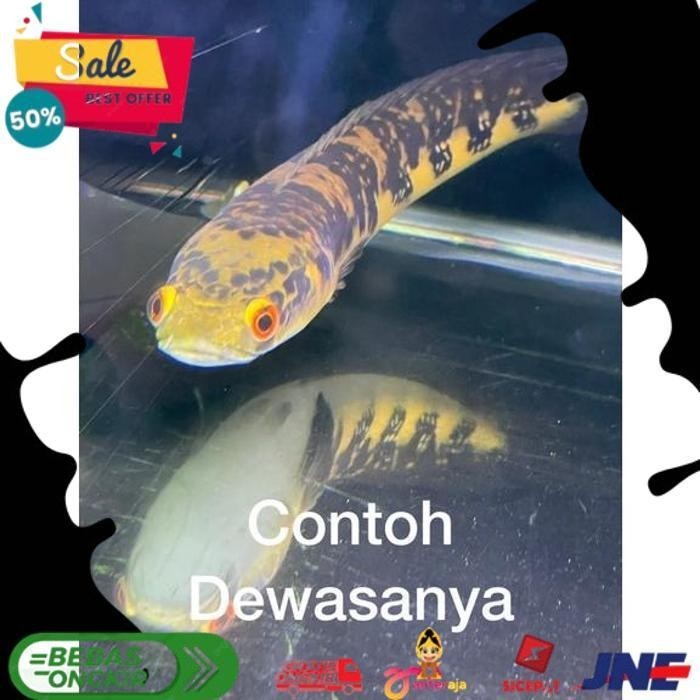 

YELLOW SENTARUM NEW POST + STICKER TOKO ALISUP