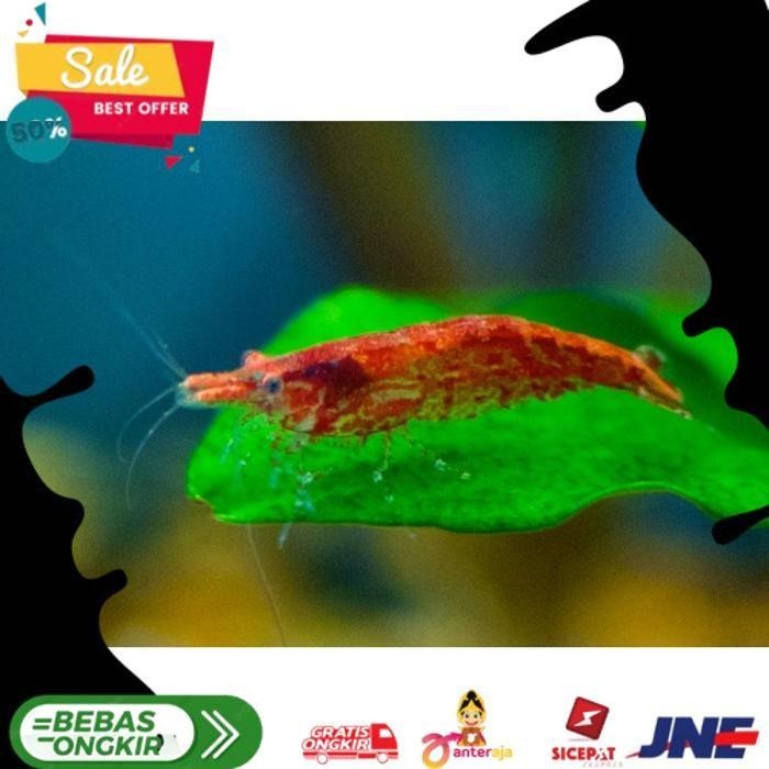 

RED CHERRY / UDANG HIAS AQUASCAPE ALISUP