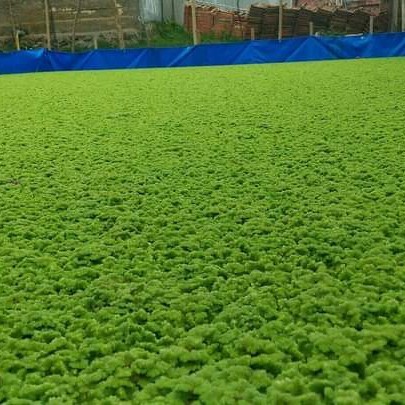 SALE BENIH RUMPUT AZOLA BIBIT AZOLLA PINATA MICROPHYLA 500 GR PAKAN TERNAK