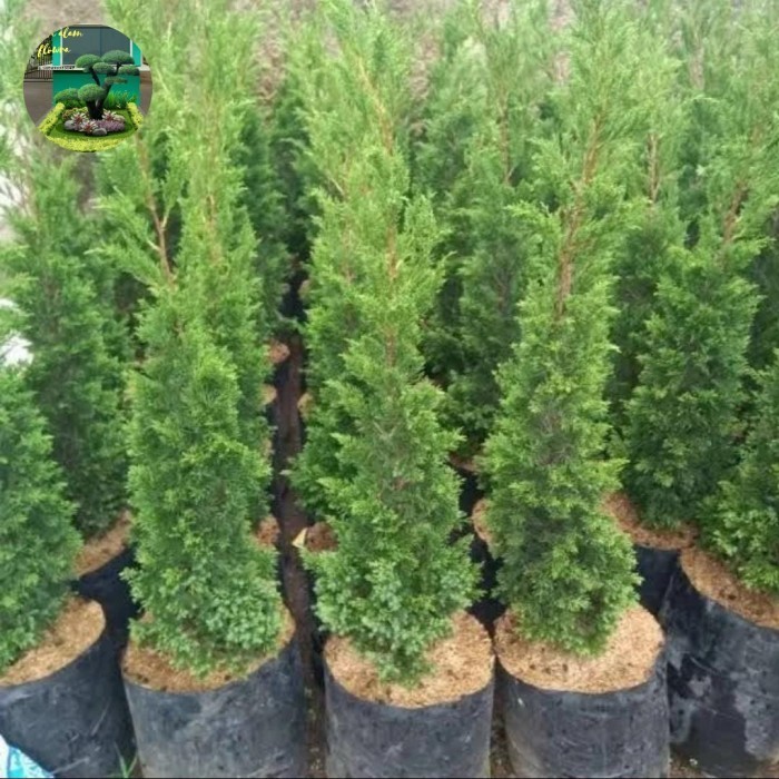 SALE CEMARA LILIN 1 METER