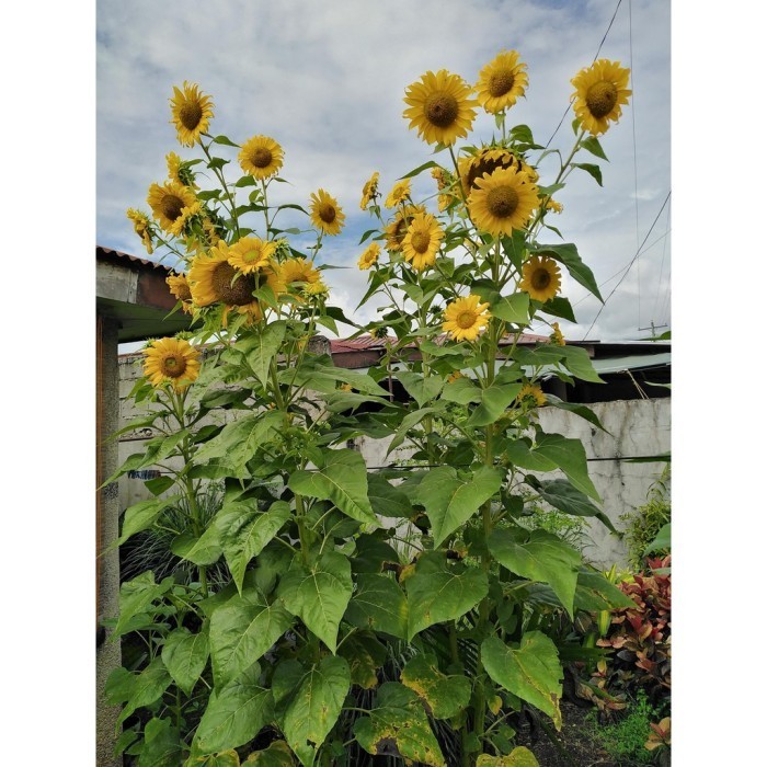 SALE 2 BIBIT BUNGA MATAHARI JUMBO SUPER BESAR BENIH SUNFLOWER GIANT IMPORT