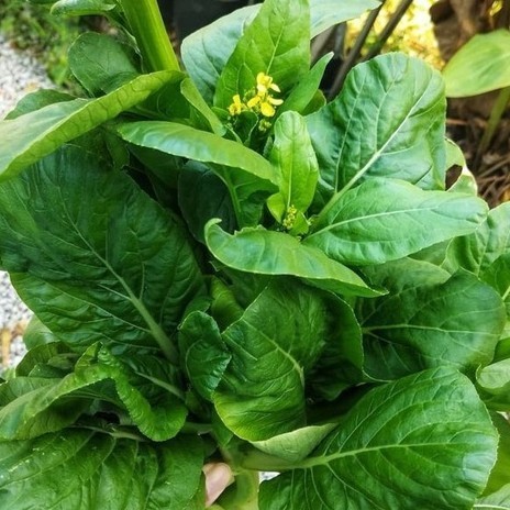 SALE EXTRA PREMIUM - 600 BIJI BENIH BIBIT SAWI BUNGA HONGKONG CAISIM