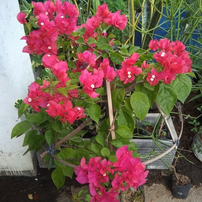 OBRAL Tanaman Bougenville rimbun/ Bougenville bunga tumpuk pink