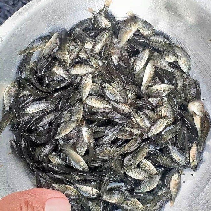 BERKUALITAS Bibit Benih Ikan Mujair Nilla Hitam Nirwana Liter