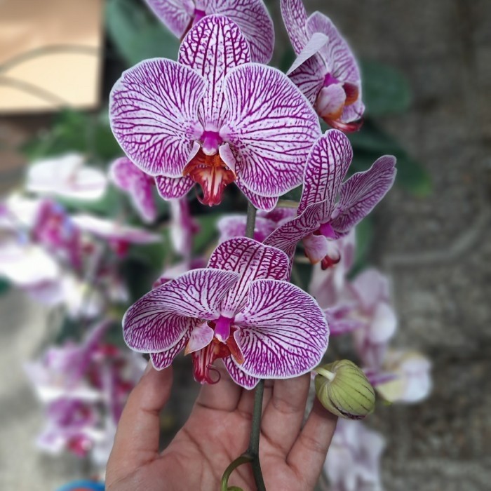 OBRAL Bunga Anggrek Bulan Koleksi Tanaman Hidup