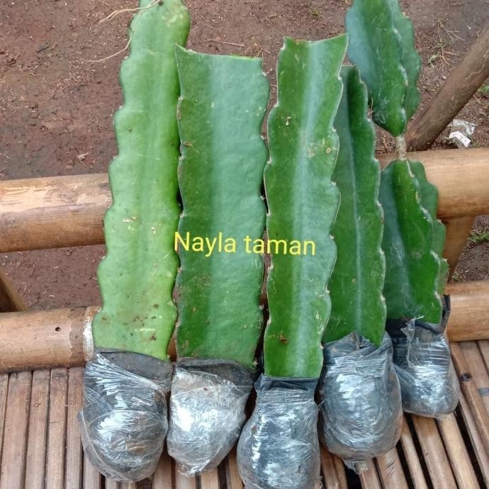 Bibit Pohon Buah Naga-Pohon Buah Naga TOS