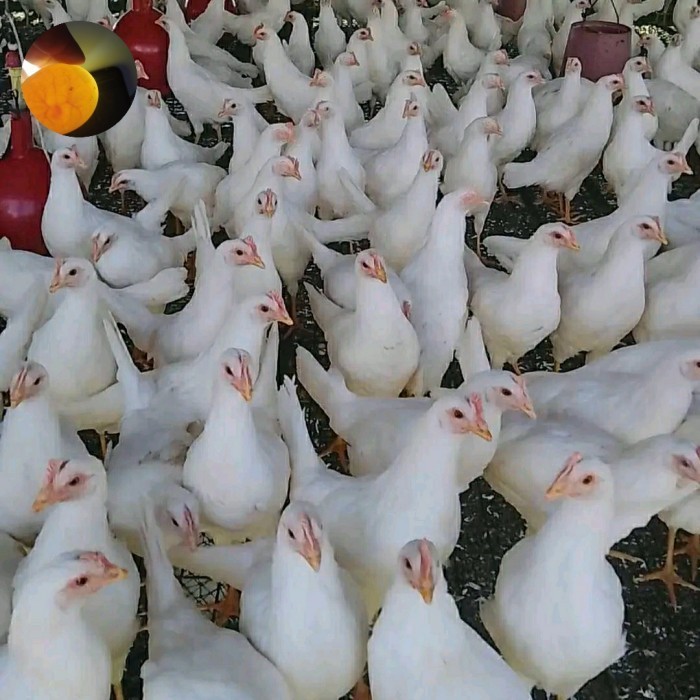 Ayam White Leghorn Ayam Pure Line White Leghorn