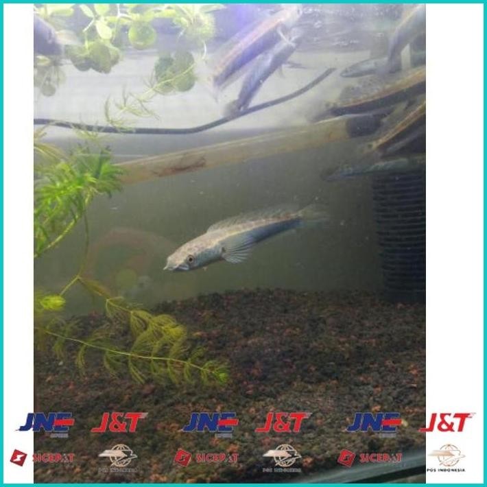 

BISMILLAH BIG SALE CHANNA CHANA MARU YELLOW SENTARUM YS GEN RED EYE / IKAN GABUS HIAS SIZE 11-13 CM ALISUP