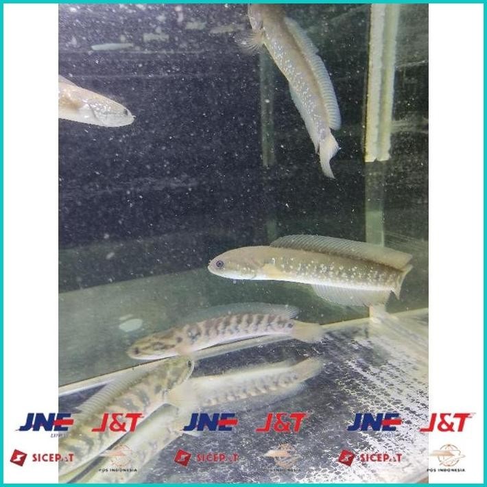 BISMILLAH ASIATICA RSWS SIZE 20-25CM COCOK UNTUK DISPLAY DAN PAIR BONUS STIKER ALISUP