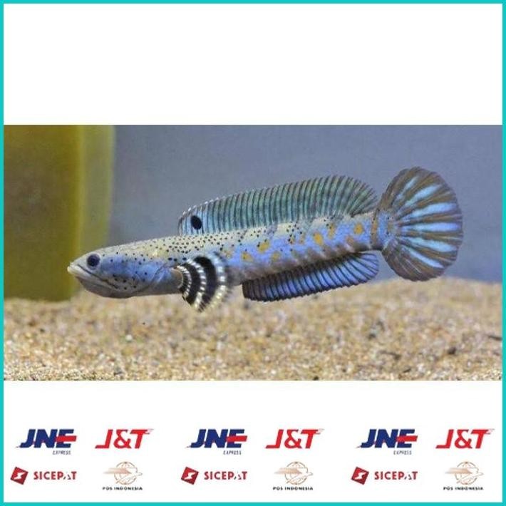 

BISMILLAH HIASAN AQUARIUM IKAN RED BARITO CHANNA BLUE PULCHRA YS 7-9CM (GOJEK) ALISUP