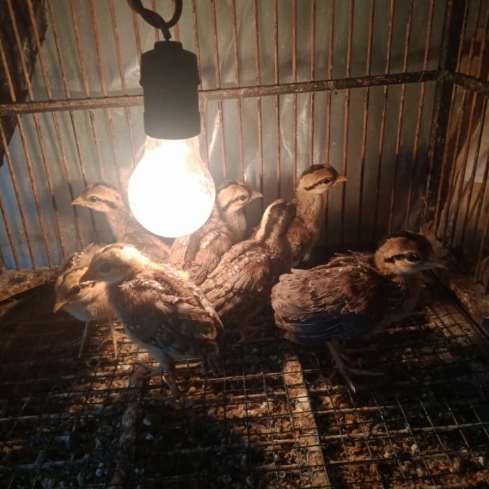 Ready anak ayam hutan hijau doc