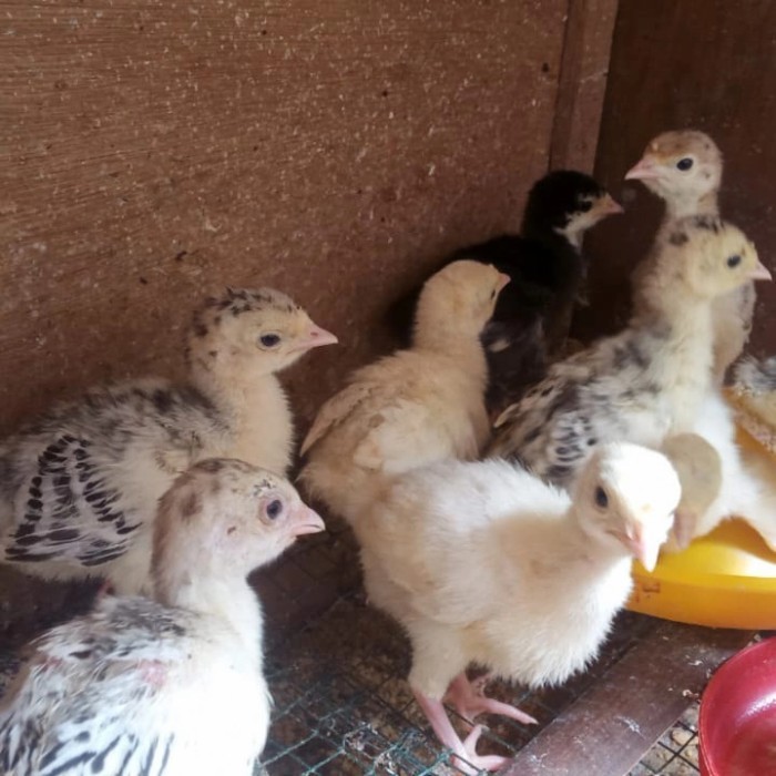 Ready bibit ayam kalkun - ayam kalkun - anak ayam kalkun