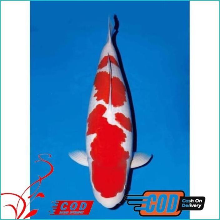 

BISMILLAH KOI KOHAKU SIZE 20-25CM ALISUP