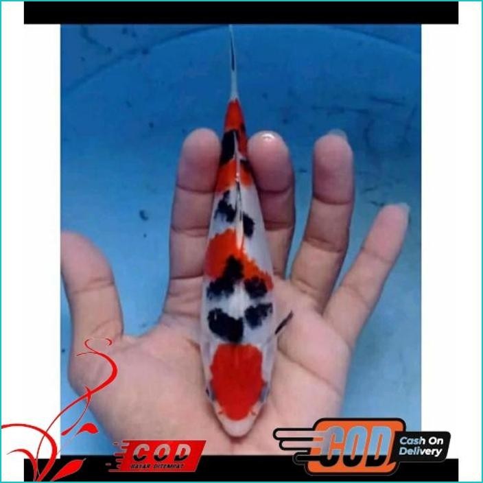 

BISMILLAH KOI SANKE PAKET 5 EKOR ALISUP