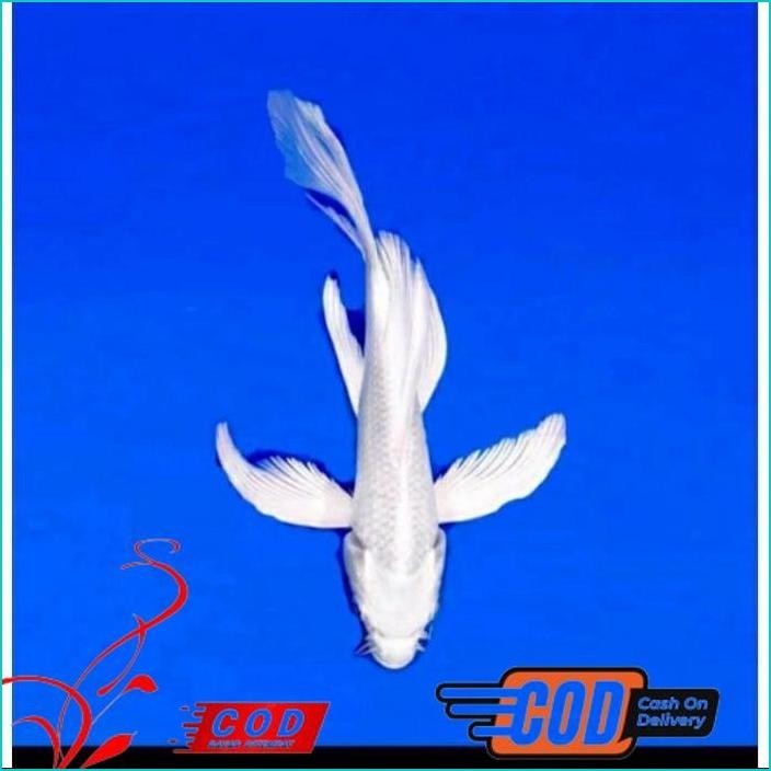 

BISMILLAH KOI PLATINUM SLAYER BERKUALITAS GRADE A UKURAN 25-30CM ALISUP