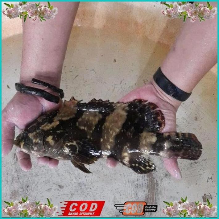 

BISMILLAH IKAN KRAPU MACAN HIDUP ALISUP