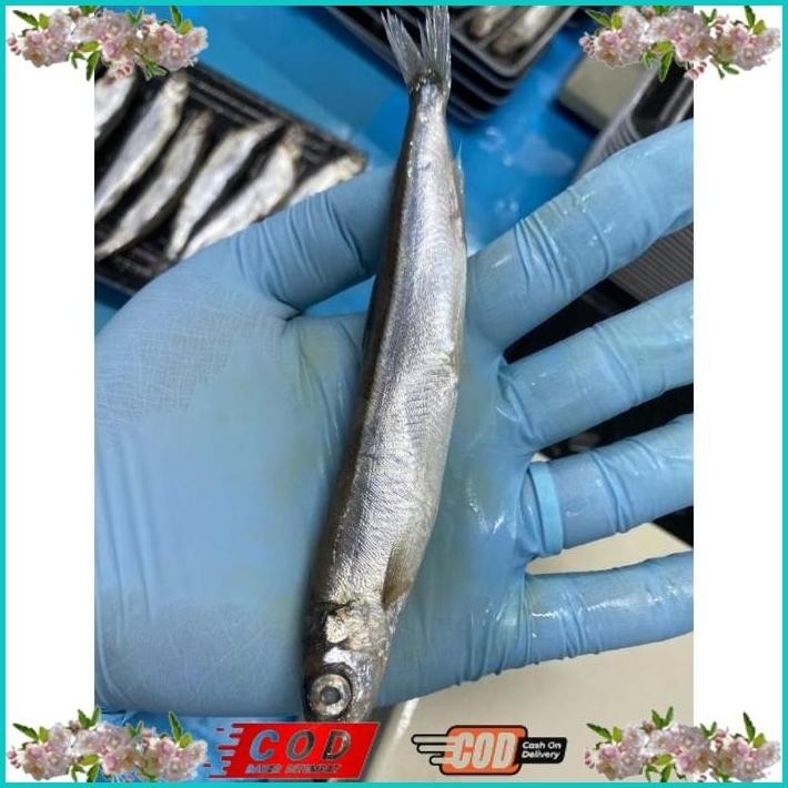 

BISMILLAH IKAN SHISAMO FULL TELUR (FEMALE) - IKAN CIPUNG - IKAN CAPELIN ALISUP