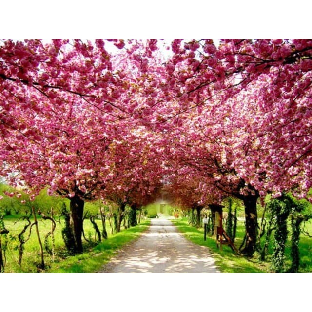 Biji Bibit Sakura Japanese Cherry Blossom