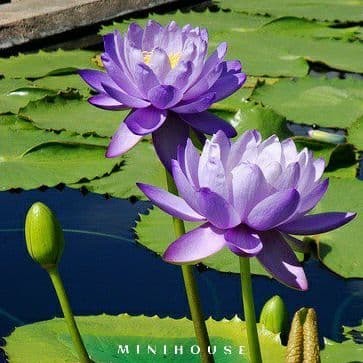 BENIH BIBIT BIJI LOTUS TERATAI AIR IMPORT