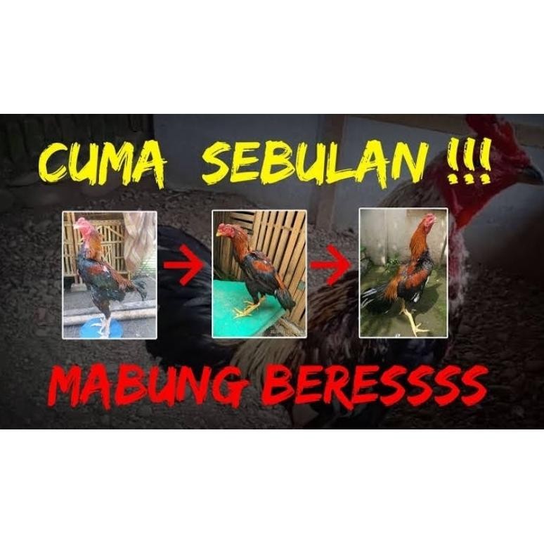 hj-45 Paket Ayam MABUNG - Penumbuh Bulu Perontok Bulu Ayam Membantu Proses Mabung Viral