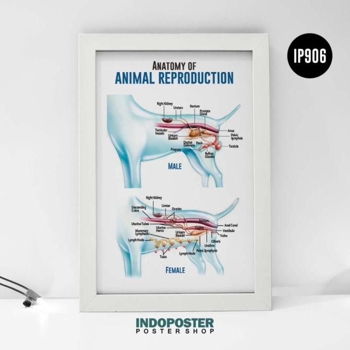 

POSTER ANATOMI REPRODUKSI HEWAN ANJING ANIMAL REPRODUCTION A3 45X30CM ORIGINAL DAN TERPERCAYA
